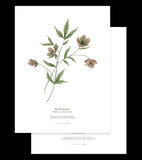 WELLINGTON - Uppsättning med 2 barnaffischer - Blommor, botanik